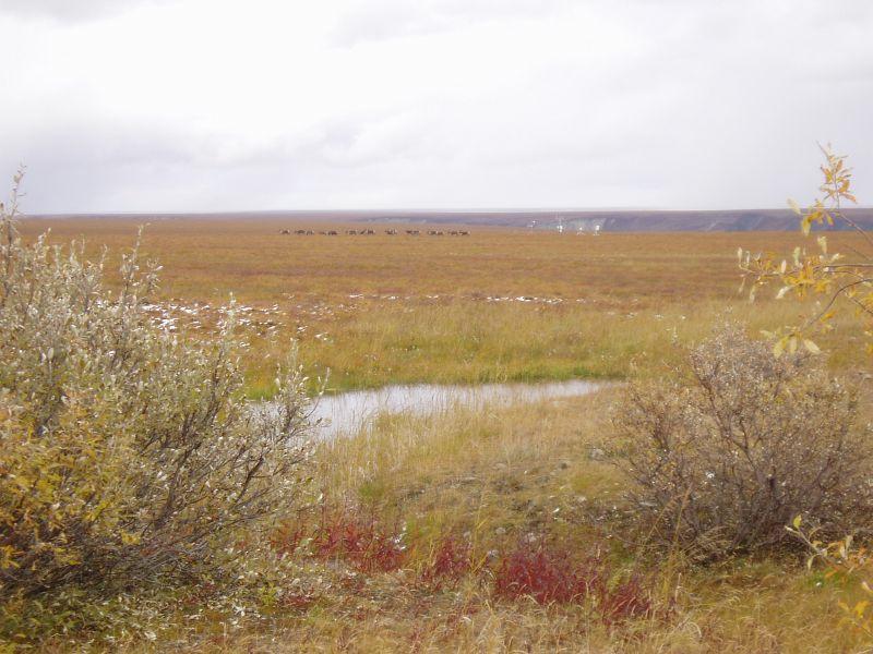 030_Caribou and Science